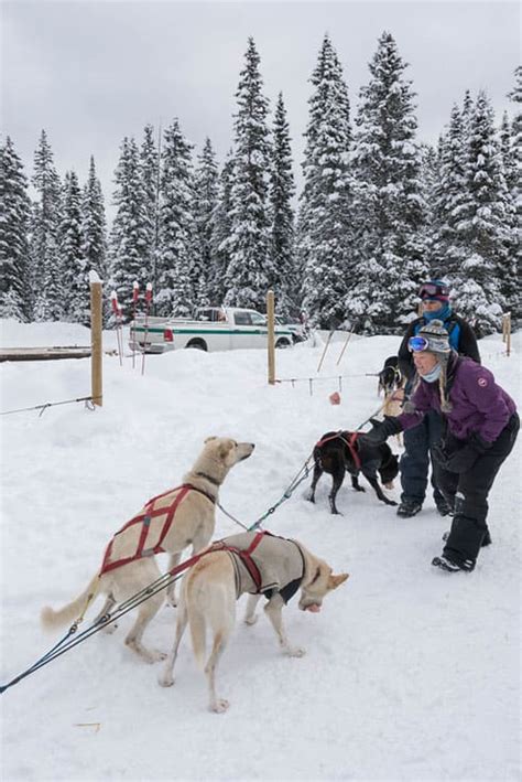 The Best Place To Go Dog Sledding In Banff National Park