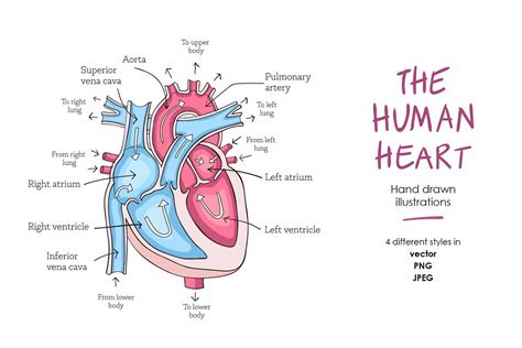 Human Heart Anatomy 274491 Illustrations Design Bundles Human