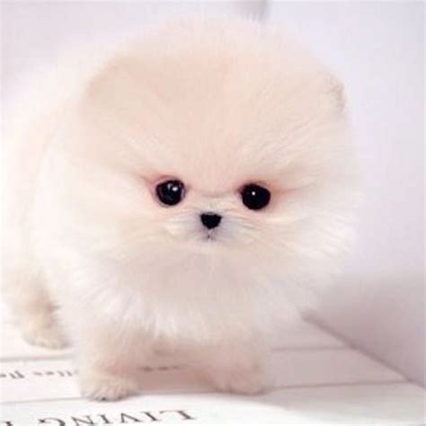 Fluffy Puppy White Pomeranian Puppies Cute Dogs Images Pomeranian Puppy