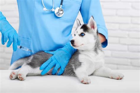 Everything to Know About Dog Pain Medication - Burt's Rx