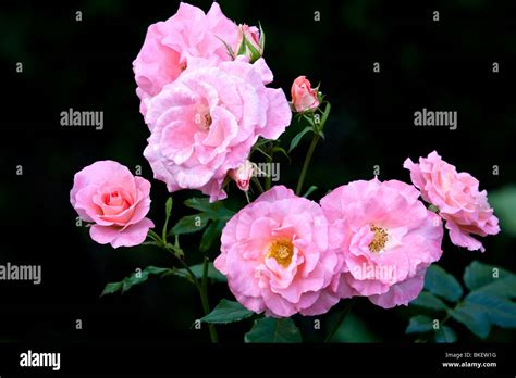 Pink Floribunda Roses in Sunlight Stock Photo - Alamy