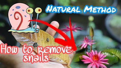 How To Remove Snails From Water Lilly Ponds Get Rid Of Snail From