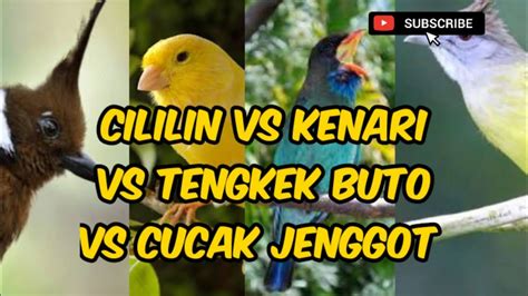 CILILIN VS KENARI VS TENGKEK BUTO VS CUCAK JENGGOT MASTERAN 4 IN 1