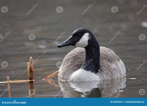 Canada Goose swimming stock photo. Image of animals, water - 8282864