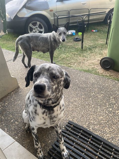 Dalmatian Border Collie Lab Mix