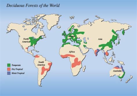 Temperate Deciduous Forest Map