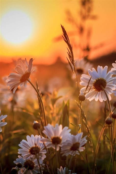 Sunset Behind Daisies