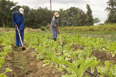 Farmers In Tanzania Decry Grim Agriculture Financing Jihabarishe