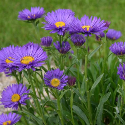 Aster alpinus Dunkle Schöne Alpenaster Voorjaarsaster