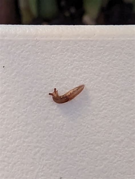 Found on my indoor palm plant : r/whatisthisbug