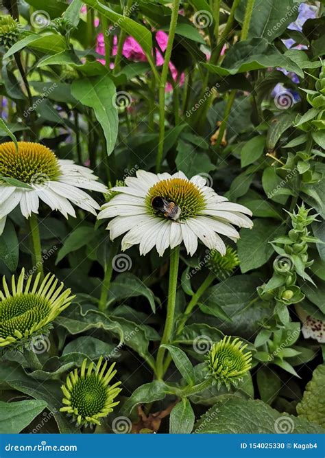 Bumblebee on White Coneflower. White Echinacea Flower in Garden. Stock
