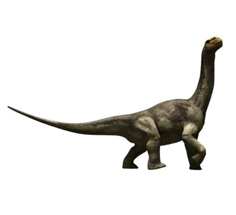 Camarasaurus Facts, Classification, Species, Behavior and Adaptation