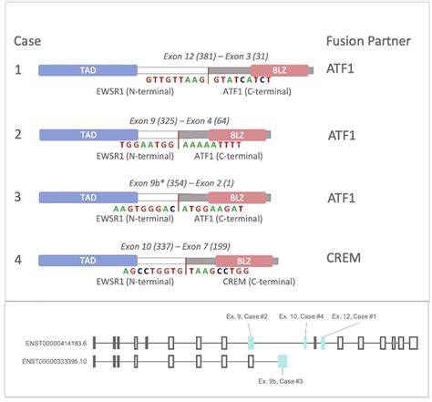 Detection Of EWSR1 Fusions In CCOC By Targeted RNA Seq Oral Surgery