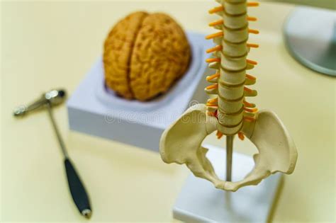 View Of Human Brain Model Spine Model And Neurosurgery Hummer Stock