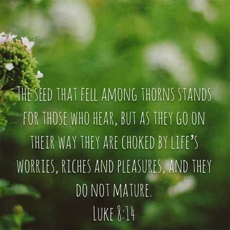 Luke 8 14 The Seed That Fell Among Thorns Stands For Those Who Hear