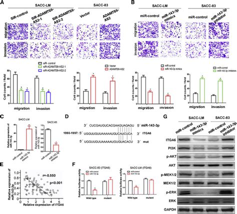 Adamts9 As2 Knockdown And Mir 143 3p Overexpression Repress Sacc Cell