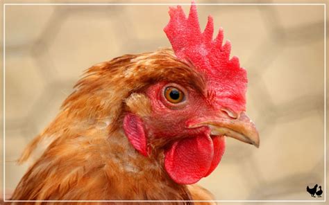 Naked Neck Chicken Breed Profile Facts LearnPoultry