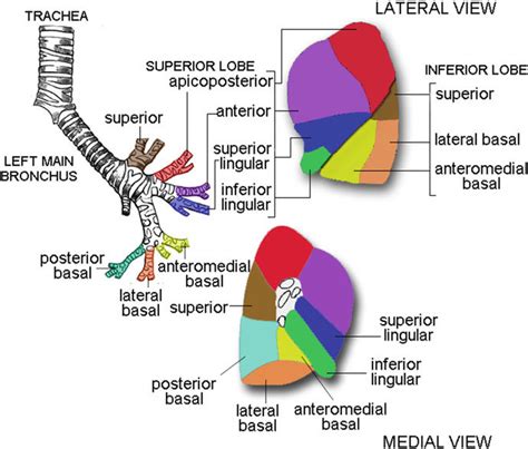 Lobar And Segmental Bronchial Anatomy Of Left Lung Anatomy Lunge | The ...