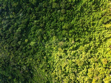 Aerial Top Down of Forest at Chapada Dos GuimarÃes National Park