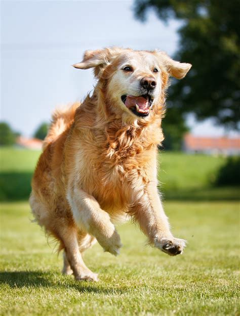 What Does Fish Oil Do for Dogs? - Whole Dog Journal