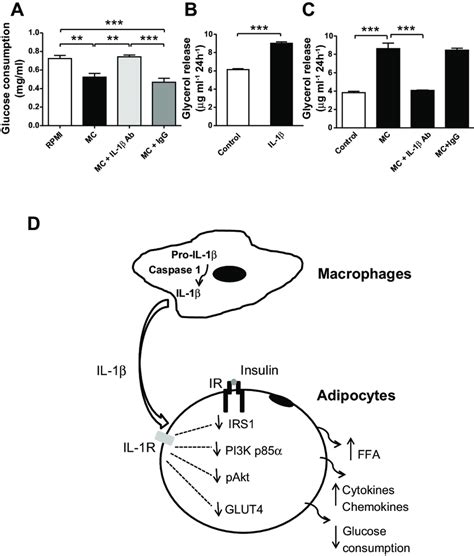 Il Mediates Macrophage Induced Alteration Of Glucose And Lipid