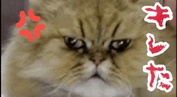 Angry Cat GIFs - Find & Share on GIPHY