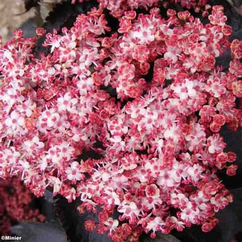 Sambucus nigra Black Tower Sureau noir à port colonnaire