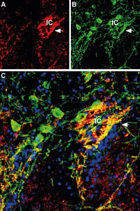 Immunohistochemistry Ihc Protocols For Frozen Sections Multiplex