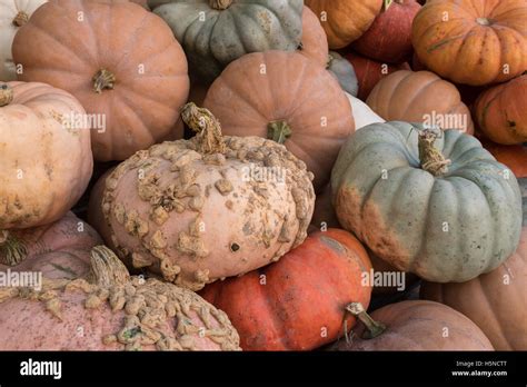 Cinderella Heirloom Pumpkins Stock Photo Alamy