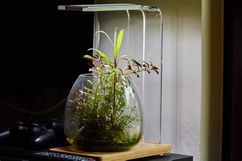 A Wabi Kusa I Created 3 Month Ago R PlantedTank