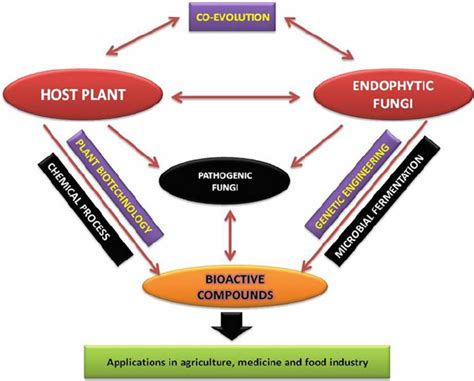 2 Outline Of The Bioactive Compounds From Both Endophytic Fungi And