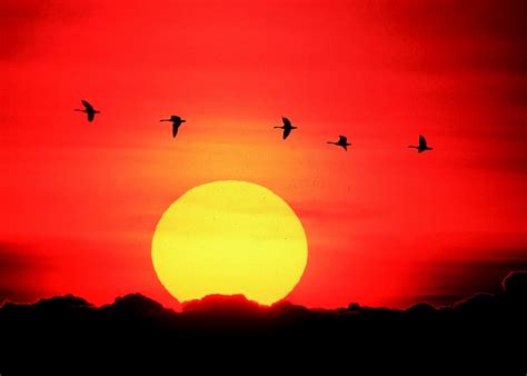 HD wallpaper: geese, flying, sunset, orange, yellow, wildlife, birds ...