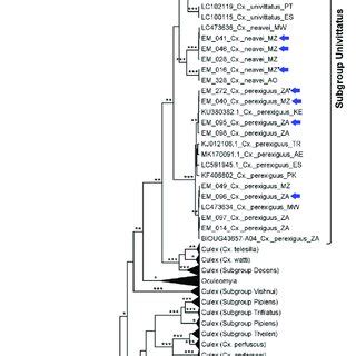 Phylogenetic Analysis Of Partial Coxi Nucleotide Sequences From