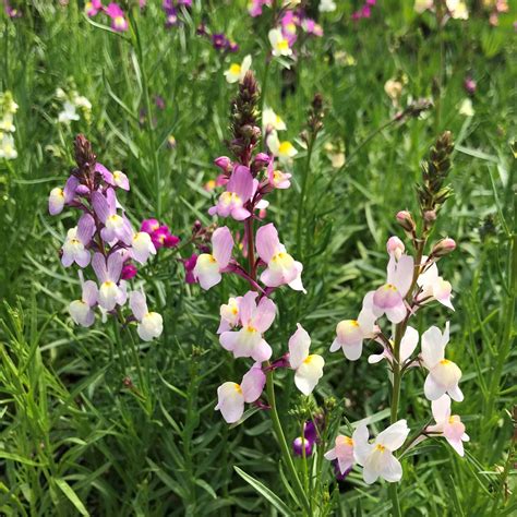 Linaria maroccana 'Fairy Bouquet' - Toadflax (4" Pot) | Little Prince To Go