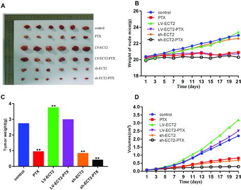 Nude Mice Experiment A The Tumor Size In Groups B The Weight