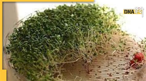 Sprouted Flex Seeds Benefits खून से गंदे यूरिक एसिड को निकालती है