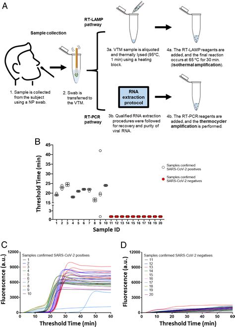 Rapid Isothermal Amplification And Portable Detection System For Sars