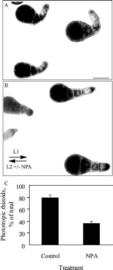 F Distichus Rhizoids Are Negatively Phototropic And Phototropism Is