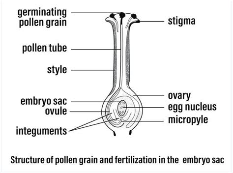 Pollen Grain Diagram