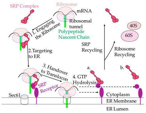 Srp Mediated Protein Targeting Structure And Function 55 Off