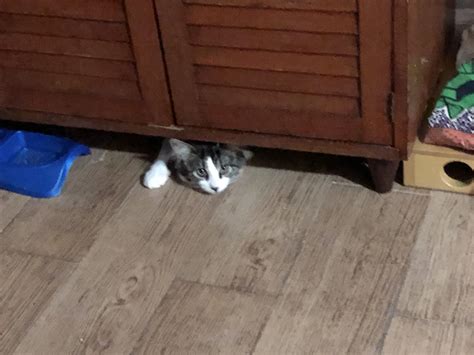 Spock hiding under the pantry. She is a mischievous but oh so cute