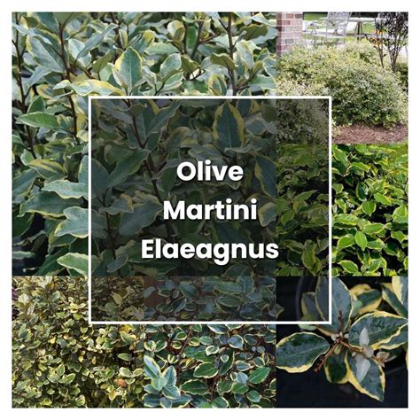 How To Grow Olive Martini Elaeagnus Plant Care Tips NorwichGardener