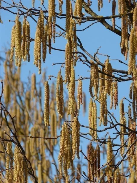 Savoie Pollens Alerte Rouge Pour Les Allergiques Au Bouleau