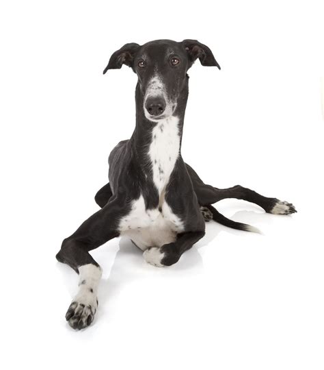 Black Greyhound Pictures Mixed Breeds And Color Variations