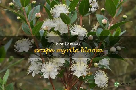 Unlock Your Crape Myrtle's Blooming Potential: A Step-By-Step Guide ...