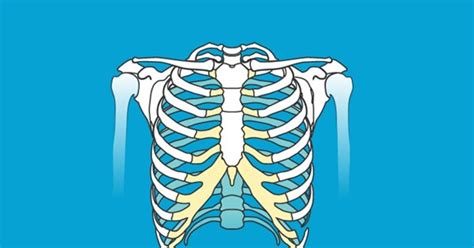 How Many Ribs Do Men Have
