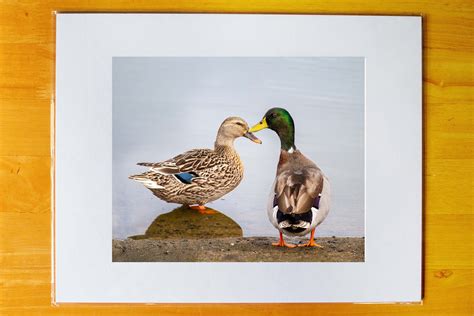 Hawaiian Hybrid Duck Couple 8x10 Photo Print in 11x14 Matte Mat - Etsy