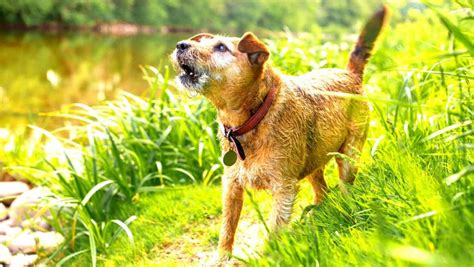 Pourquoi Mon Chien Aboie Sur Les Gens Conseils Et Solutions