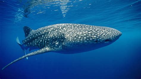 Wallpaper Nature Underwater Coral Reef Great White Shark Whale