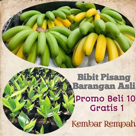 Bibit Pisang Barangan